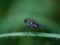 /album/diptera/mosca-de-la-fruta-anthomyia-punctipennis-2-jpg/